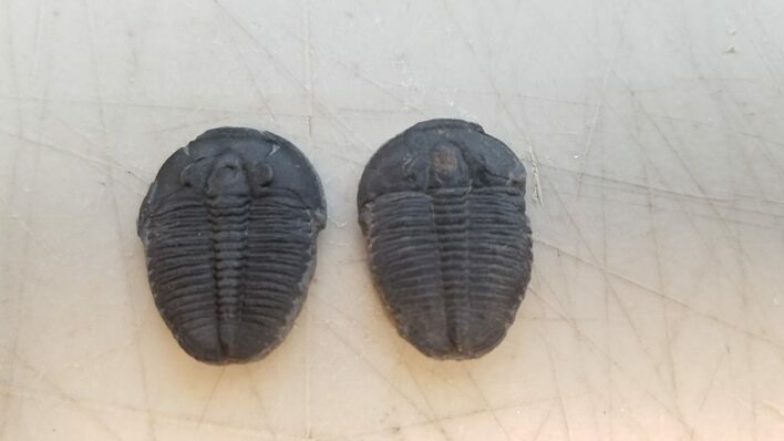 Lot of Two Elrathia Trilobite Fossils - Utah #82174